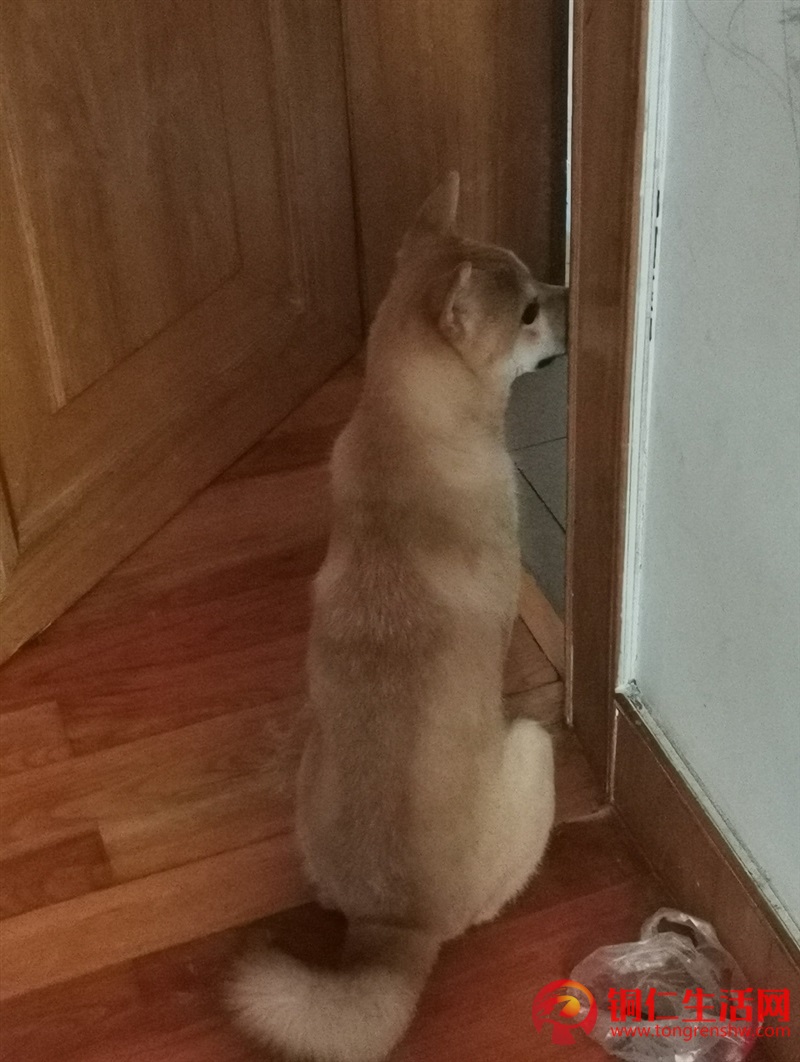 低價出售成年純種柴犬，希望找個好人家 ！