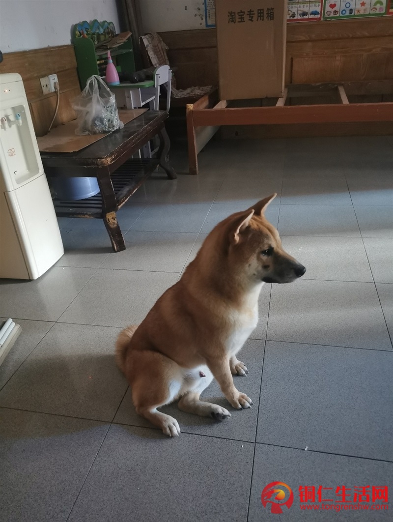 低價出售成年純種柴犬，希望找個好人家 ！